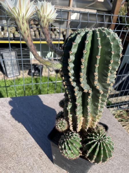 Echinopsis Hybr. weiss